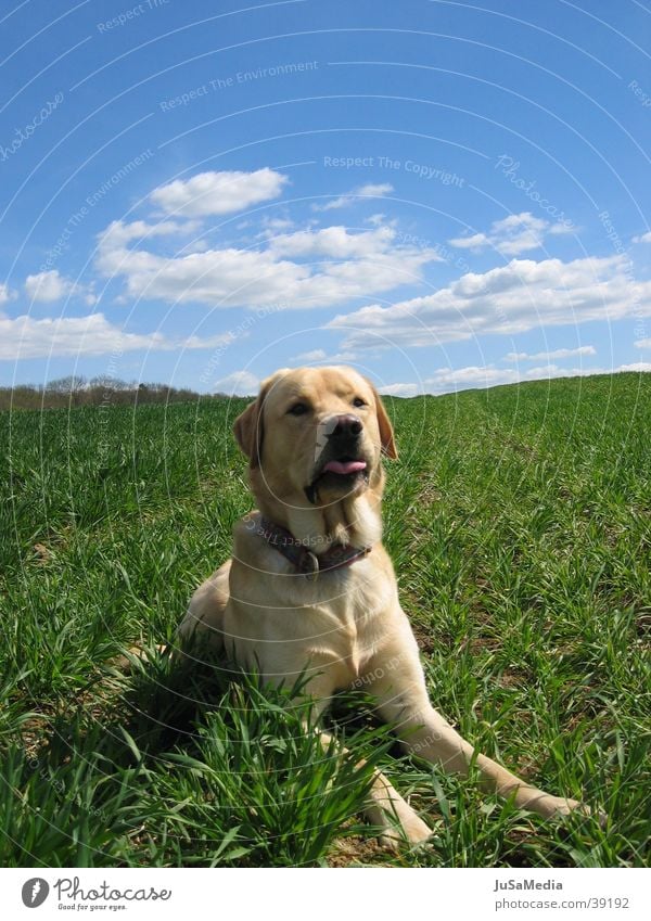 Dog in the meadow Clouds on the meadow green meadow Blue sky on the lookout Exterior shot
