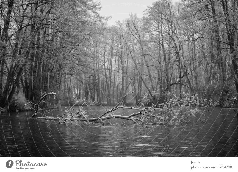 Canoeing in the winter frost | Enjoying the winter calm on the river | The tree trunk lies gently in the water Tree Water River Winter Frost Cold Snow