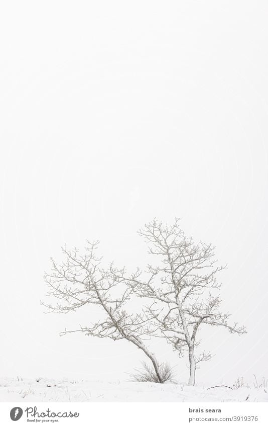 Forest in snowy landscape, Galicia, Spain. winter wild blizzard meteorology weather winter scene mountain foggy calm background minimalism solitude tranquil