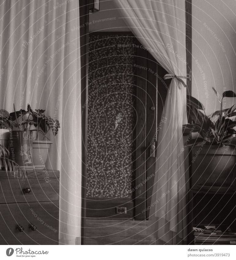 interior of a room with plants; view from room through doorway with curtains into a wallpapered hallway Day Deserted Esthetic black and white Monochrome
