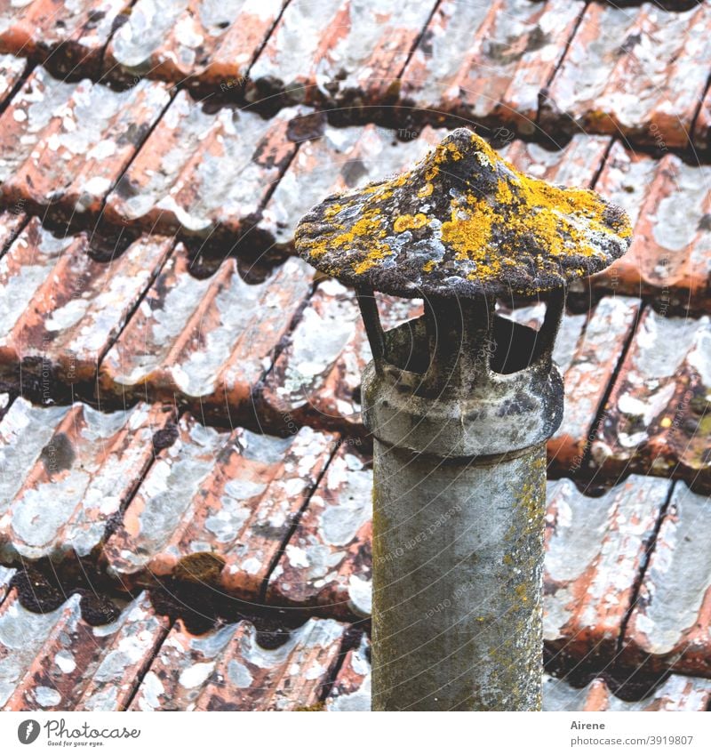 I haven't vented in a while. Roof Old building Roofing tile Chimney Nostalgia Sadness Old town Tall Derelict Historic Patina Weathered Tiled roof Moss Simple