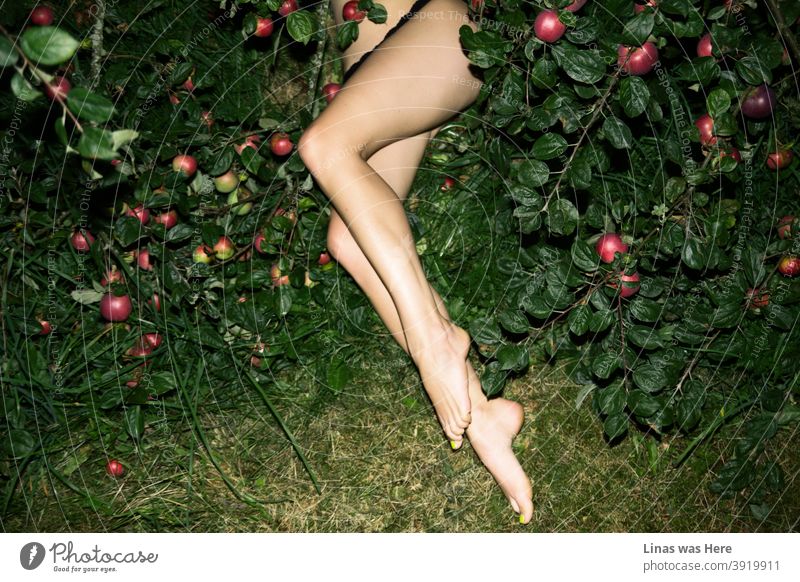 I’m a fan of flashlight photography and this is a fine example of my work. It involves sexy women’s legs under an apple tree. Red apples, green leaves, long legs - that’s all there is to it.