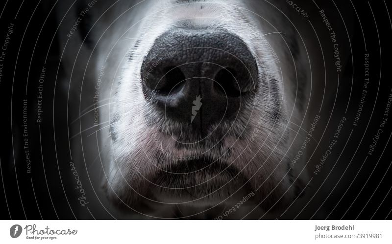 Dog nose of a Dalmatian dog's nose Snout Black White blotch points Dab Pelt Beard hair sniff nostrils Close-up Animal Pet Animal portrait