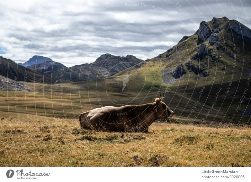 Cow resting on alpine pasture Mountain Light Shadow Rock Moss Grass Clouds Stone Rubble Steep Hiking Alpine Landscape Exterior shot Day Alps Vacation & Travel