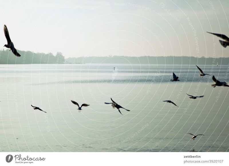 Birds at Lake Tegel Berlin Flying Goose Body of water Havel Canadian goose Seagull Swan Sparrow tegel harbour bank surrounding area Water water level