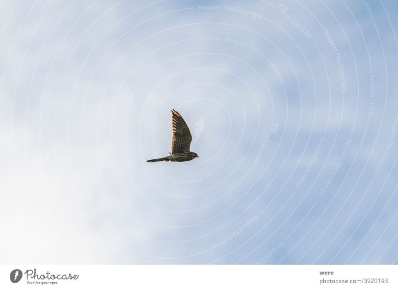Goshawk in flight against light cloudy sky Accipiter gentilis animal bird bird of prey copy space falconry feathers fly hunter hunting landscape majestic nature