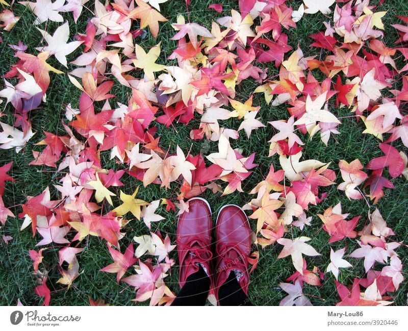 Red shoes on lawn with colored autumn leaves Autumn leaves red shoes Footwear Nature To go for a walk out Exterior shot Lawn Park Grass Meadow colors Yellow