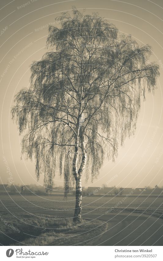 Bare birch in winter. Solitary position at a path in the midst of fields. Silhouettes of houses can be seen in the background. Hazy weather, vintage colors, monochrome