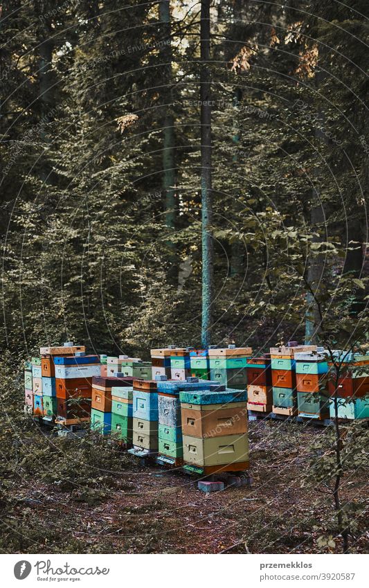 Apiary with hives in a forest natural environment agriculture apiary apiculture bee bee yard bee-garden beekeeping colony country farm honey honeybee insect