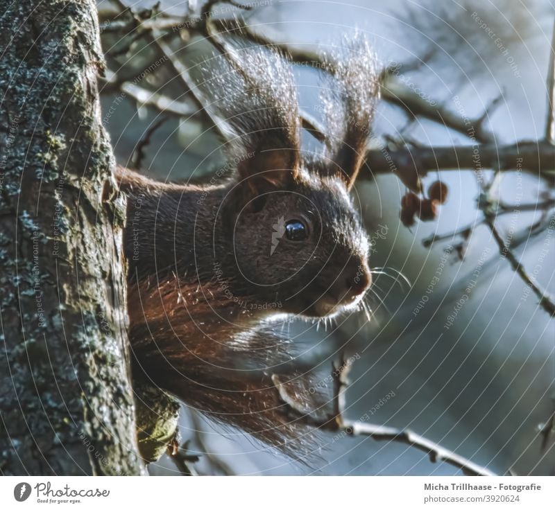 Squirrels in the sunshine sciurus vulgaris Animal face Head Eyes Nose Ear Muzzle Claw Tails Pelt Rodent Wild animal Nature Tree Sunlight Beautiful weather