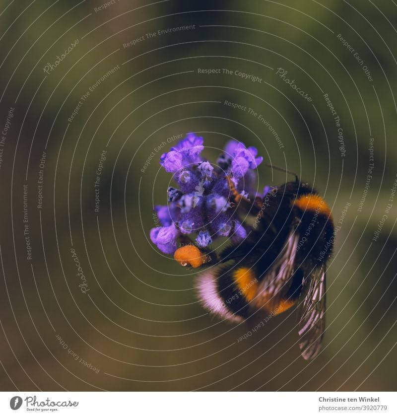 Bumblebee / Earth bumblebee on a purple flower Bumble bee Pollen gather pollen Blossom Insect Animal Nature Macro (Extreme close-up) Summer Nectar Grand piano