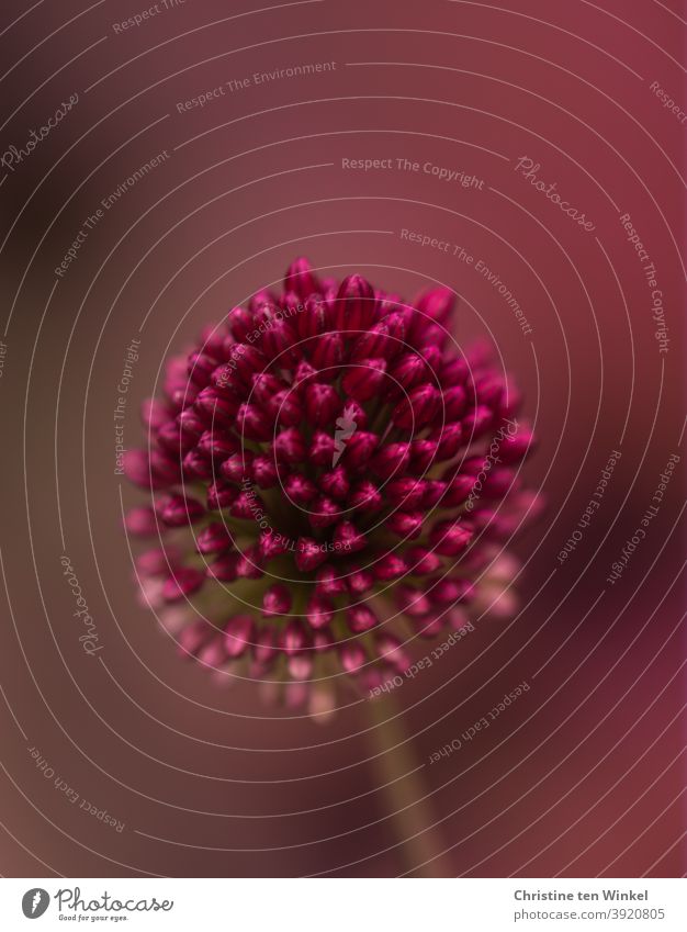 The pink flower of the ornamental lily / allium will soon open and look good against the matching blurred background ornamental garlic Blossom Flower
