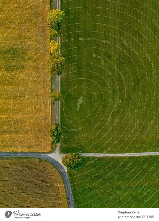 Top view from a drone at a avenue with green trees in a row from above. top view sun evening fields landscape nature agriculture plant plowed land road scenery