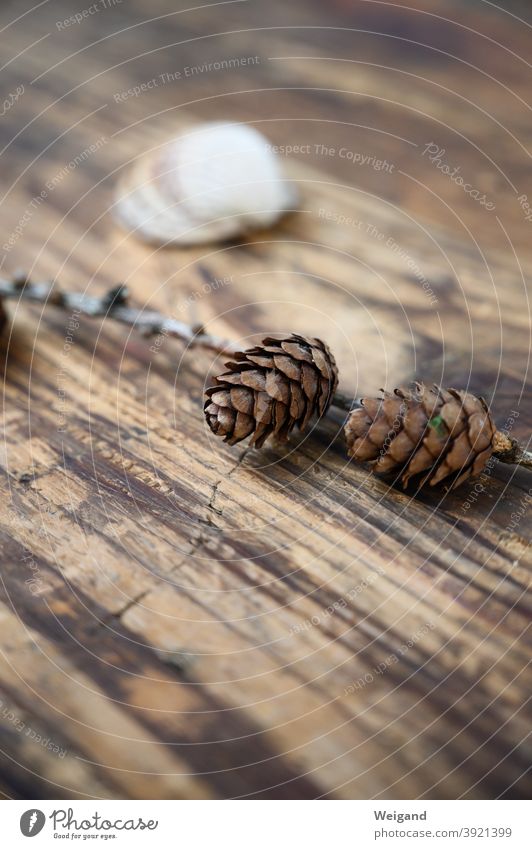 fir cones Grief Fir cone tranquillity Meditation Winter Autumn Death depression Sadness Nature Calm Loneliness Hope Subdued colour Transience Dark
