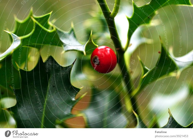 A bright red berry shines between the green, prickly holly leaves Holly Plant Nature Close-up Leaf Winter Green Red Colour photo Exterior shot Day Berries