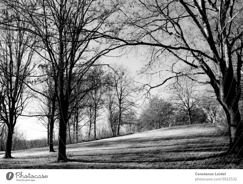Bare trees in winter Winter bare trees Black & white photo Hill Shadow play
