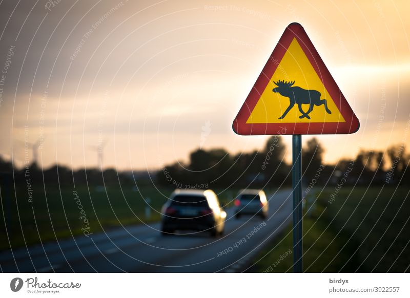Swedish road sign with moose, dusk on a country road with moving cars. Deer crossing Swede Elk Road sign Country road Warning sign Dusk Street Characteristic