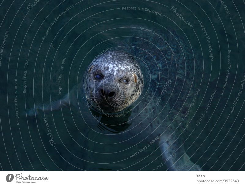 head cinema Animal Seals sea seal Wild animal coast Nature Ocean Water North Sea Harbour seal Gray seal Head