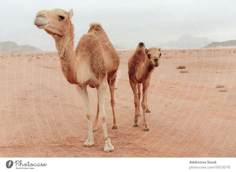 Wild camels standing in desert wild sandstone valley animal fauna habitat dry wadi rum jordan ground nature landscape terrain environment arid tranquil scenery
