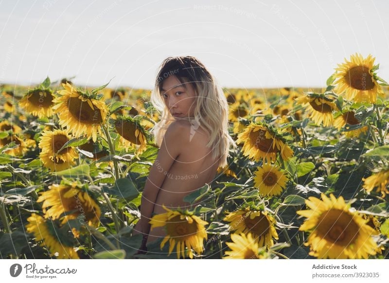 Ethnic woman with naked body standing in sunflower field nude slim topless calm bloom summer female ethnic asian nature yellow erotic model perfect petal