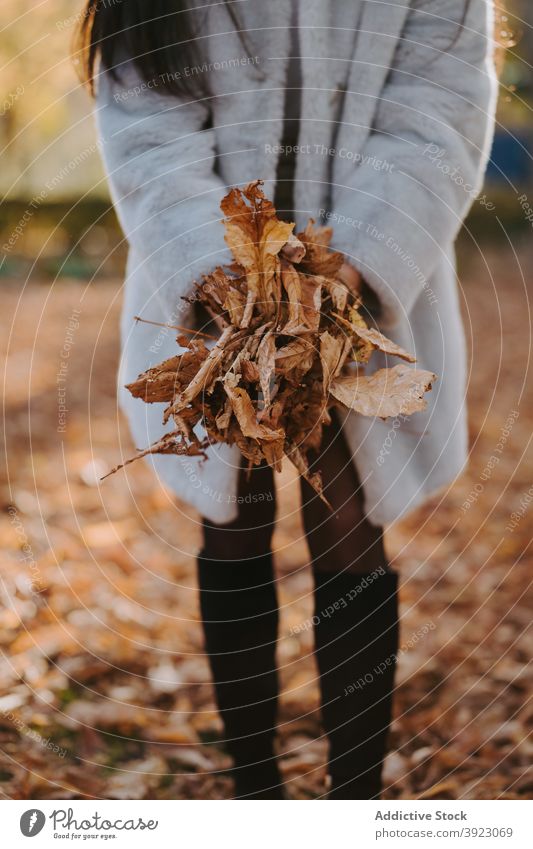 Crop woman with dry leaves in autumn park leaf dried foliage pile fall season female nature style organic botany tranquil harmony brown color lady stand heap
