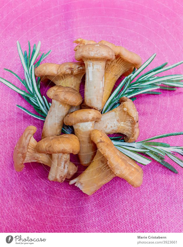 Pfifferling or Chanterelle with rosemary against pink background chanterelle pink color food freshness rustic vegetable mushroom gourmet close-up