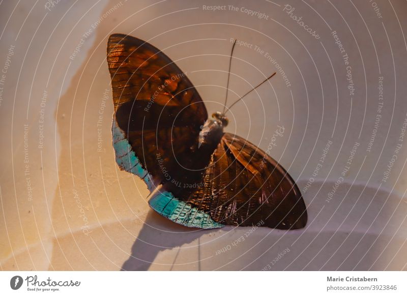 Close up of a dead butterfly caught in the light and shadow abstract life and death concept circle of life conceptual insect biology no people copy space