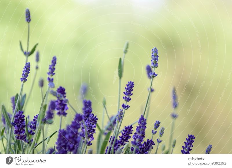 lavender Environment Nature Landscape Plant Summer Lavender Blue Green Violet Colour photo Exterior shot Deserted