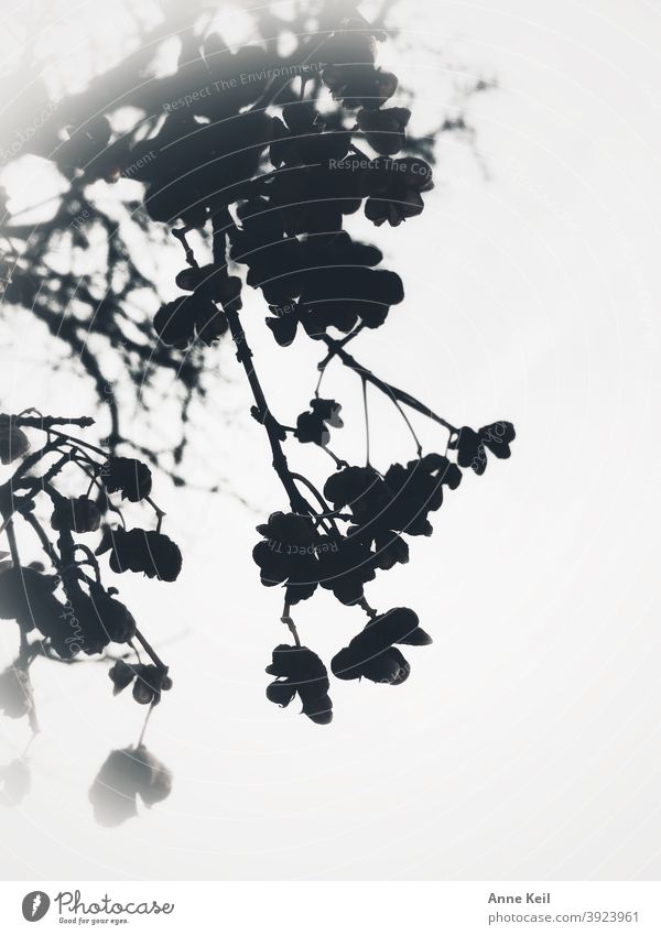 Withered twigs, leaves and tree fruit in the misty sky. Fog Tree Morning Sky Black & white photo Cold Exterior shot Deserted Nature Winter