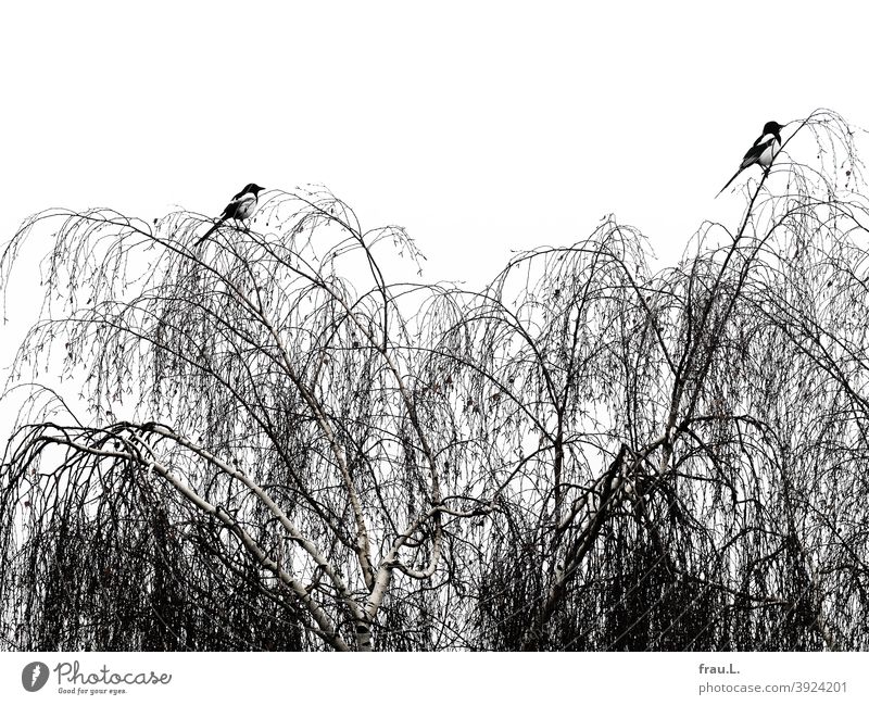 Two magpies in winter Bird Animal Nature Tree Birch tree Couple monogamous Wild bird Raven Bird Sky