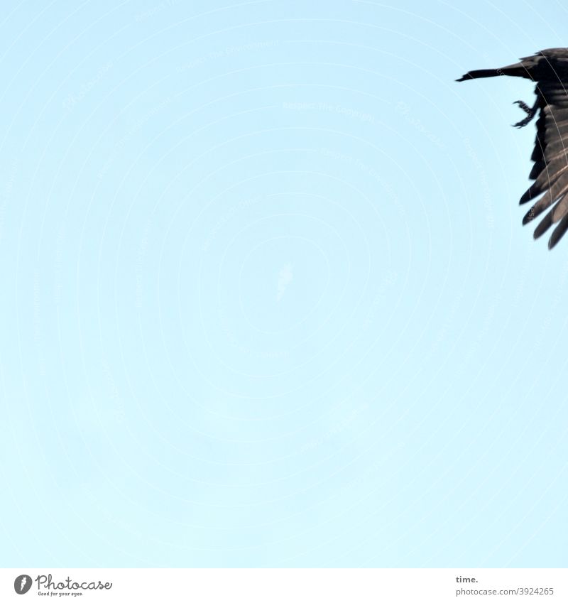 4eyes | leaving 2020 Sky Bird Flying Grand piano sunny plumage feet Animal animal portrait Copy Space