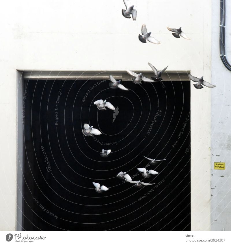 4eyes | greeting 2021 Bird Flying Grand piano plumage Animal animal portrait Workshop Goal birds pigeons Wall (barrier) Wall (building) Dark Drainpipe Open
