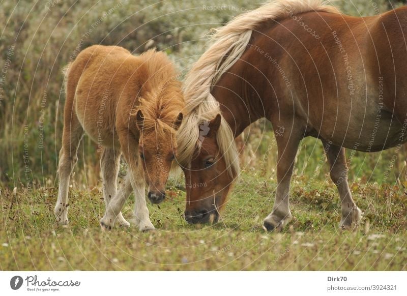 Mother love: Shetland pony with foal Bangs Foal dam mares Mare with foal Motherly love Affection Knock-kneed youthful young animal Blonde Horse Animal Nature