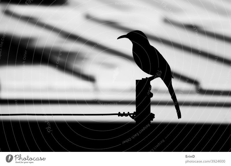 Bird Close Up Profile Silhouette Black and White on Pole and Wire black white monochrome bird wire silhouette monochromatic background lines shape wildlife