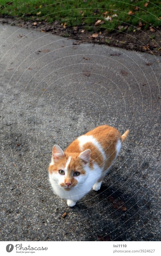 small red and white cat on the roadside looks up to the camera Cat red white Kitten Sociable look up Beg contact sociable Cute Love of animals cautious orange