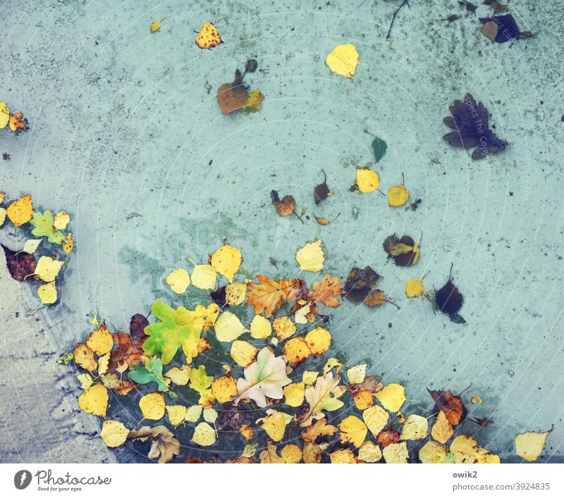 Autumn from above Pond Lake Water To swing Leaf Surface of water Many Colour photo Multicoloured Exterior shot Detail Close-up Leaves Autumnal Autumnal colours