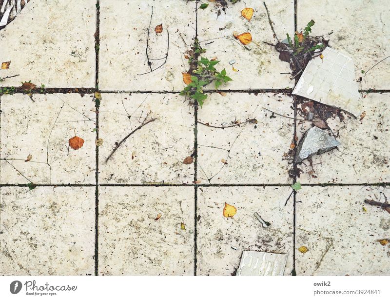 Coming to power Tile interstices floor quad Crossed lines Structures and shapes Broken Colour photo Decline Abstract Sharp-edged Old Deserted Contrast Plant