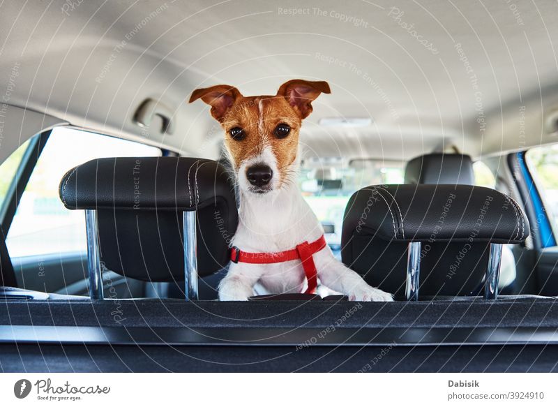 Jack Russell terrier dog looking out of car seat window pet driver funny animal cute travel puppy summer vehicle auto trip automobile white road happy adorable