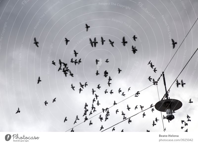 Air traffic again at last air traffic Flight of the birds Flock of birds black-white Exterior shot Flying Sky Animal Deserted Clouds Grand piano Freedom