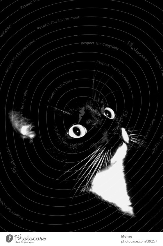 Mishesh Cat Domestic cat Black & white photo Contrast Detail