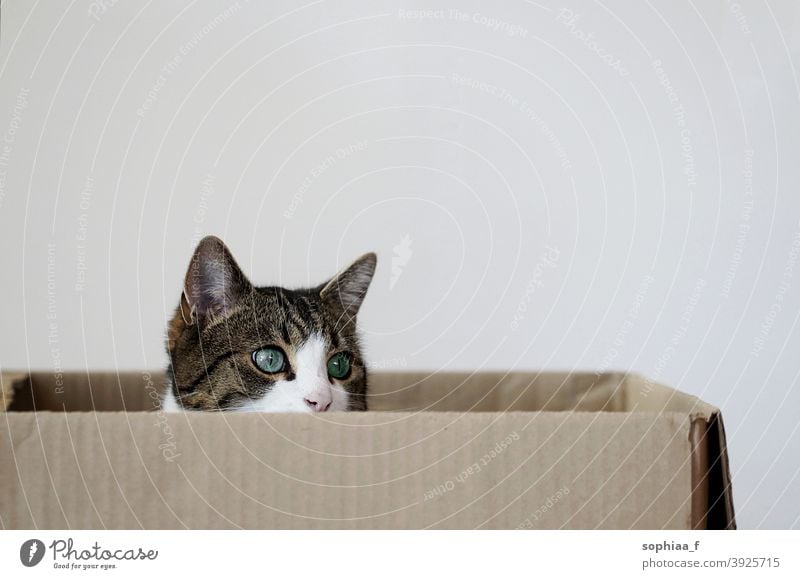 cat sitting in a cardboard box carton curious inside face portrait cats hidden pet package watch look packaging cute delivery adorable alone gift animal