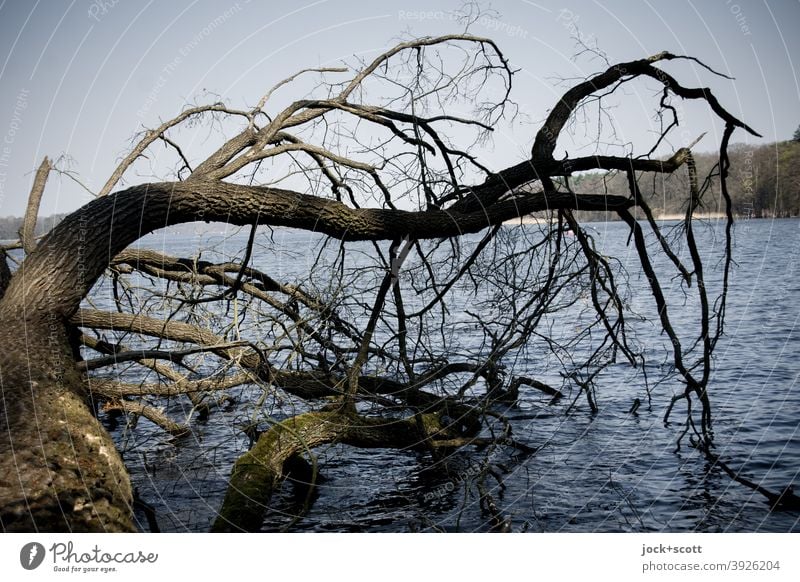 fallen tree landed in the lake bare tree Storm damage Lake Tree trunk Lakeside Nature Decompose Visual spectacle Sky Branchage Shriveled natural cycle