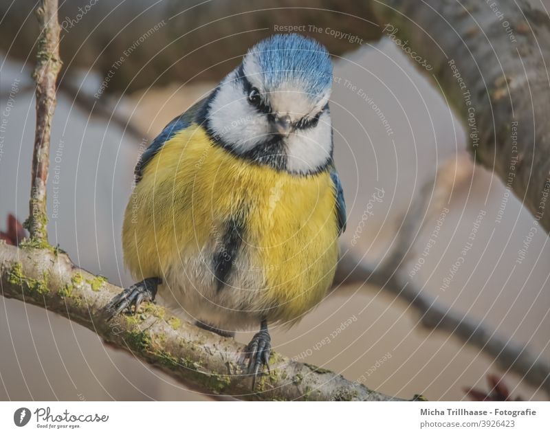 Blue Tit in Tree Tit mouse Cyanistes caeruleus Bird Animal face Head Beak Eyes Feather Plumed Grand piano Claw Wild animal Twigs and branches Nature