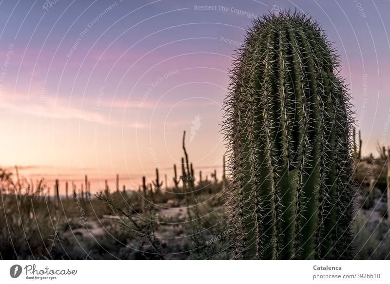 Close-up of a saguaro cactus, in the background desert landscape at sunset Nature flora Plant Saguaro prickles peak Long Desert Dry stones Sky Evening shrubber