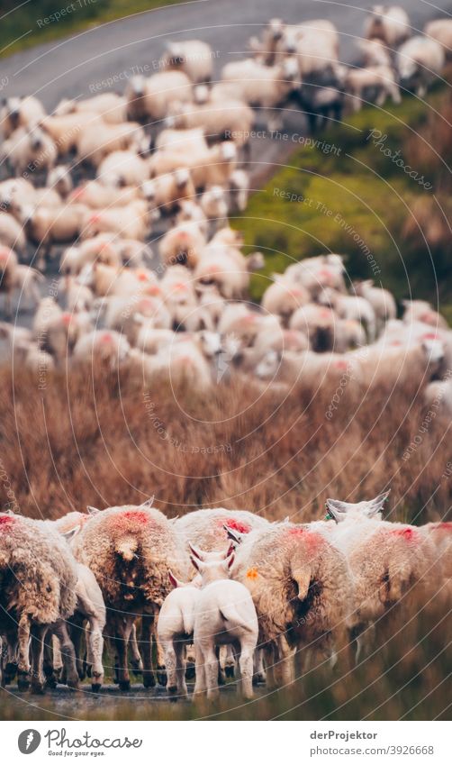 Flock of sheep in Scotland I Free time_2017 Joerg farys theProjector the projectors Deep depth of field Contrast Copy Space bottom Copy Space top