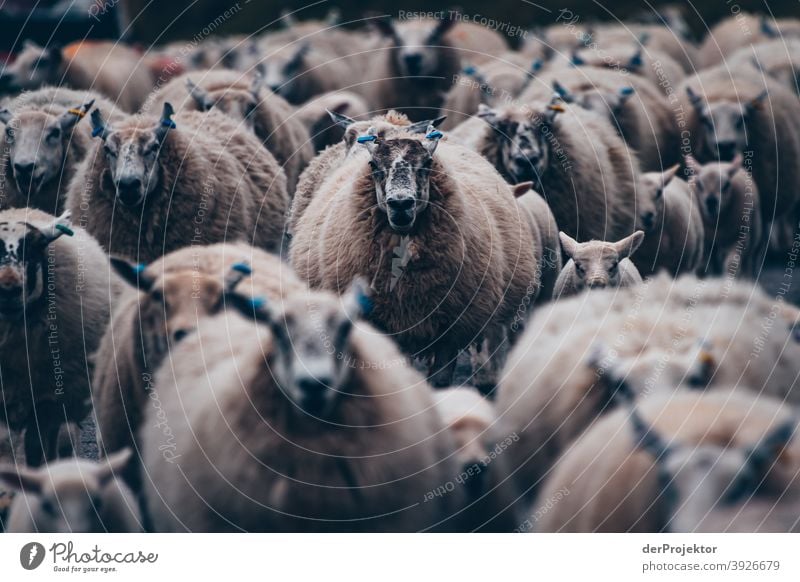 Flock of sheep in Scotland VI Free time_2017 Joerg farys theProjector the projectors Deep depth of field Contrast Copy Space bottom Copy Space top