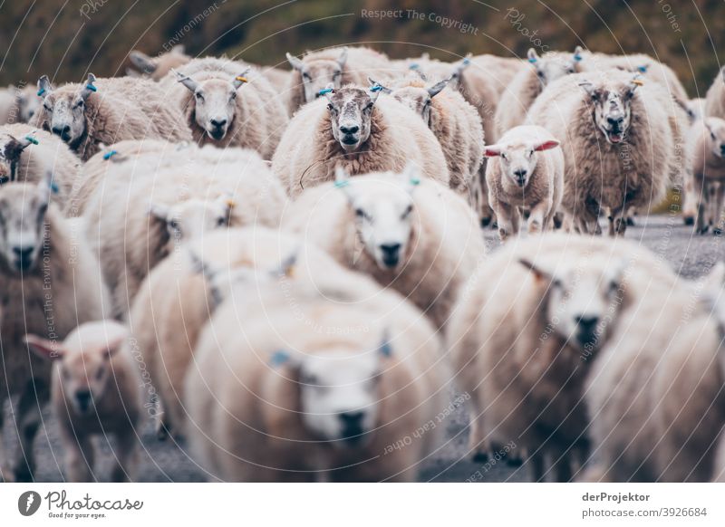 Flock of sheep in Scotland V Free time_2017 Joerg farys theProjector the projectors Deep depth of field Contrast Copy Space bottom Copy Space top