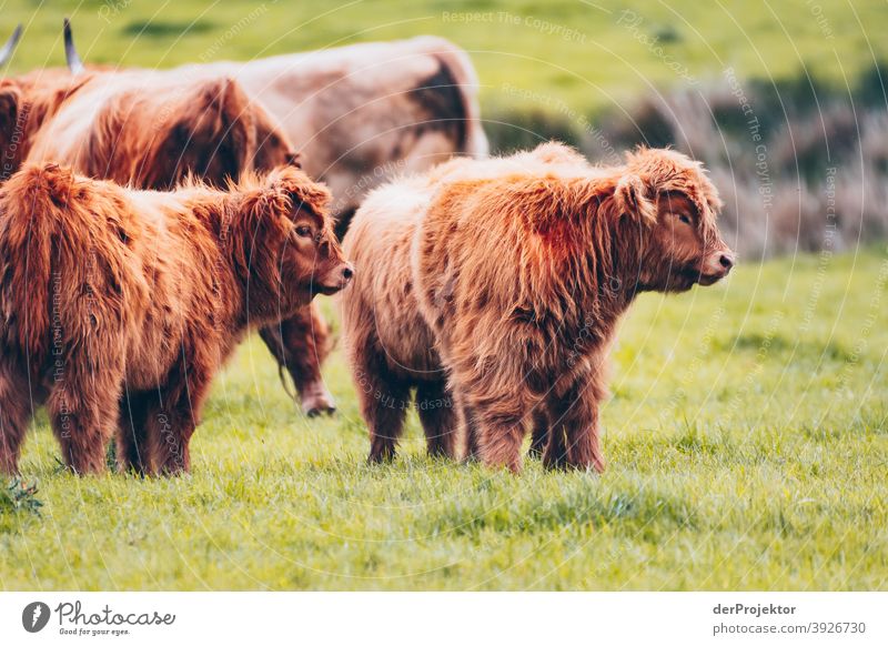 Scottish Highland Cattle: Calves Free time_2017 Joerg farys theProjector the projectors Deep depth of field Contrast Copy Space bottom Copy Space top