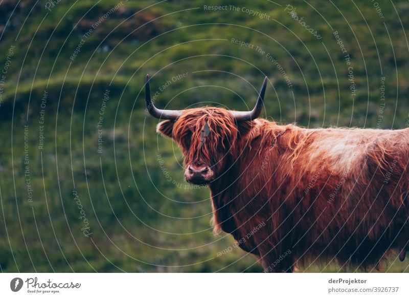 Scottish Highland Cattle I Free time_2017 Joerg farys theProjector the projectors Deep depth of field Contrast Copy Space bottom Copy Space top Copy Space left