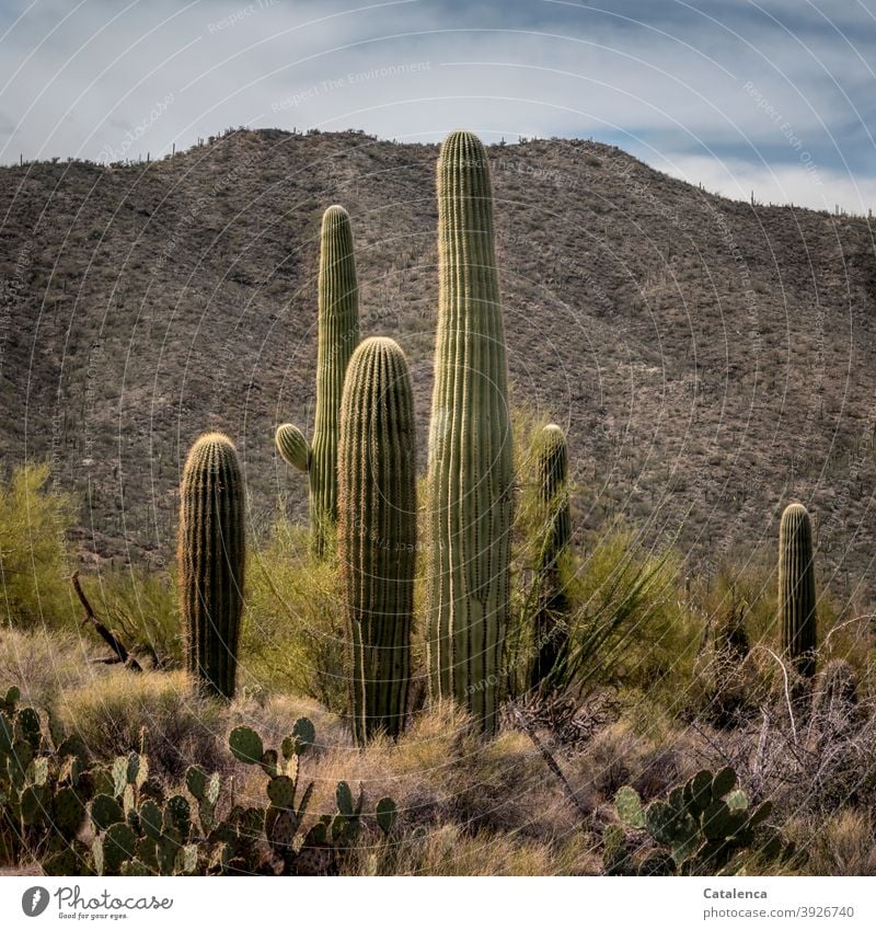Saguaros, opuntias, ocotillo and palo verde form an impenetrable, prickly community, in the background a mountain range Landscape Nature Desert Plant cactus